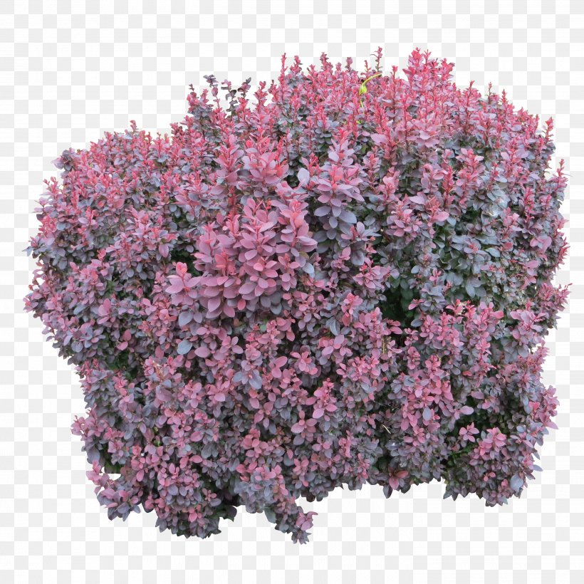 Shrub Computer File, PNG, 2902x2902px, Garden Shrubs, Annual Plant, Barberry, Flower, Groundcover Download Free
