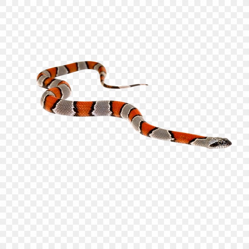 Venomous Snake Reptile Green Anaconda Cobra, PNG, 1000x1000px, Snake, Anaconda, Animal, Boas, Boinae Download Free