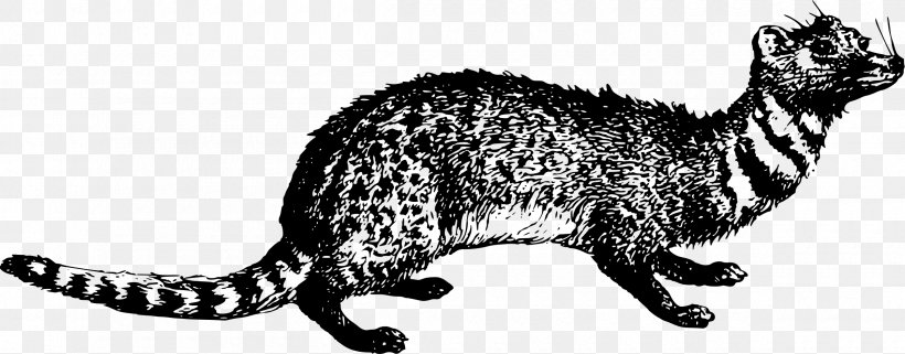 Whiskers Viverrids Cat Raccoon Clip Art, PNG, 2400x942px, Whiskers, Animal Figure, Artwork, Black And White, Canidae Download Free