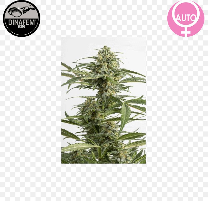 Grow Shop Autoflowering Cannabis Cannabis Cultivation Kush, PNG, 795x795px, Grow Shop, Autoflowering Cannabis, Cannabis, Cannabis Cultivation, Cannabis Sativa Download Free