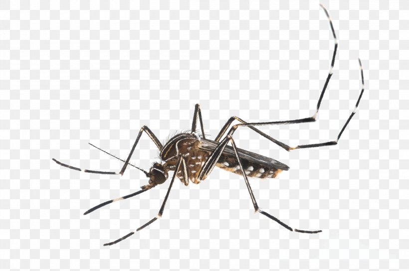 Insect Yellow Fever Mosquito Aedes Albopictus Vector, PNG, 2200x1460px, Insect, Aedes, Aedes Albopictus, Arthropod, Fly Download Free