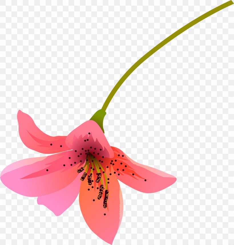 Lilium Flower Petal Color, PNG, 1143x1200px, Lilium, Color, Flower, Lily, Petal Download Free