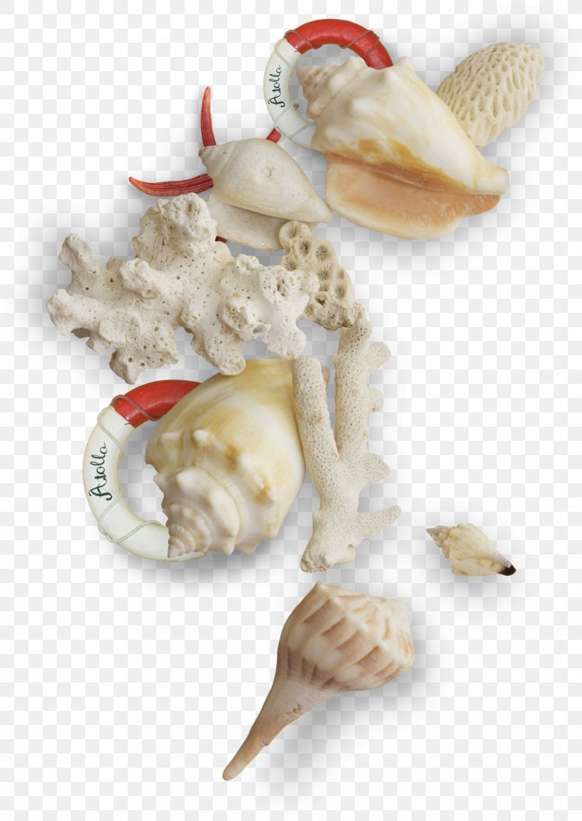 Seashell Mollusc Shell, PNG, 1135x1600px, Seashell, Animal Source Foods, Beach, Clams Oysters Mussels And Scallops, Cockle Download Free