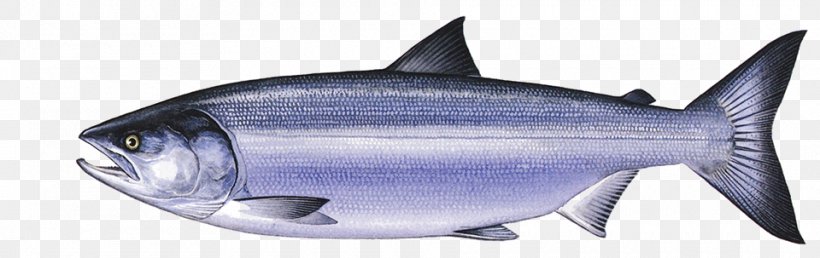 Thunnus Sardine Squaliform Sharks Oily Fish Requiem Sharks, PNG, 960x303px, Thunnus, Animal, Animal Figure, Biology, Bony Fish Download Free