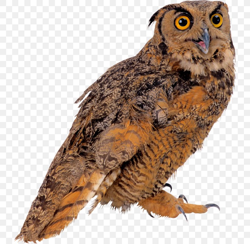 Bird Owl Clip Art, PNG, 731x800px, Bird, Beak, Bird Of Prey, Falcon, Fauna Download Free