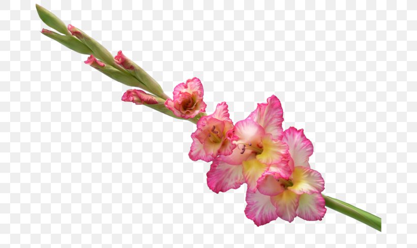 Cut Flowers Abyssinian Gladiolus Flower Bouquet Clip Art, PNG, 700x488px, Cut Flowers, Artificial Flower, Birth Flower, Blossom, Branch Download Free
