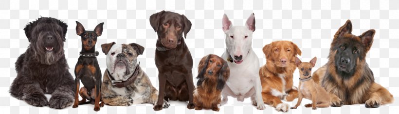 Dog Daycare Pet Sitting Puppy, PNG, 1200x346px, Dog, Animal Control And Welfare Service, Animal Figure, Carnivoran, Dog Breed Download Free