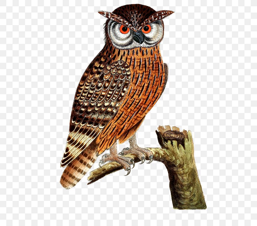 Eurasian Eagle-owl Bird Of Prey Great Horned Owl, PNG, 560x720px, Owl, Barred Owl, Beak, Bird, Bird Of Prey Download Free