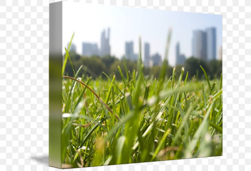 Lawn Wheatgrass Meadow Energy Sky Plc, PNG, 650x560px, Lawn, Energy, Field, Grass, Grass Family Download Free