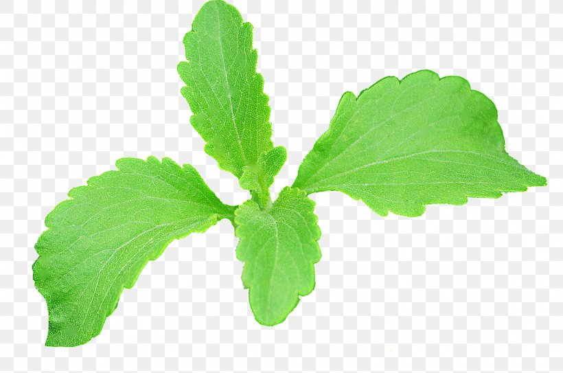Leaf Stevia Plant Stem Extract Erythritol, PNG, 1553x1029px, Leaf, Blood Sugar, Calorie, Erythritol, Extract Download Free