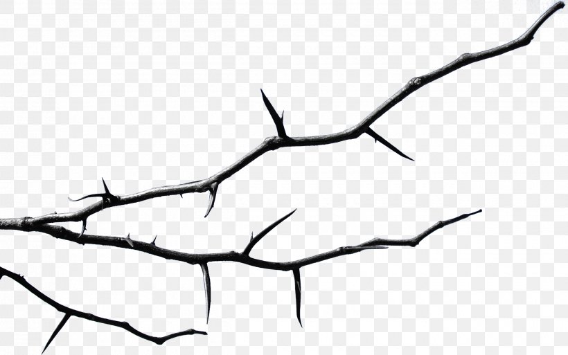 Branch Twig Leaf Thorns, Spines, And Prickles Tree, PNG, 2500x1567px, Branch, Artwork, Black And White, Black Locust, Leaf Download Free