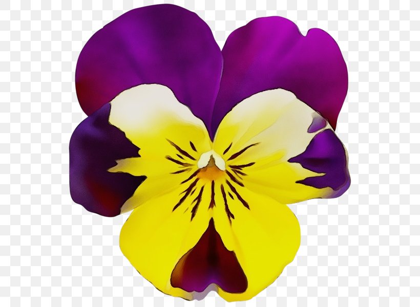 Flowering Plant Flower Wild Pansy Petal Violet, PNG, 566x600px, Watercolor, Flower, Flowering Plant, Paint, Pansy Download Free