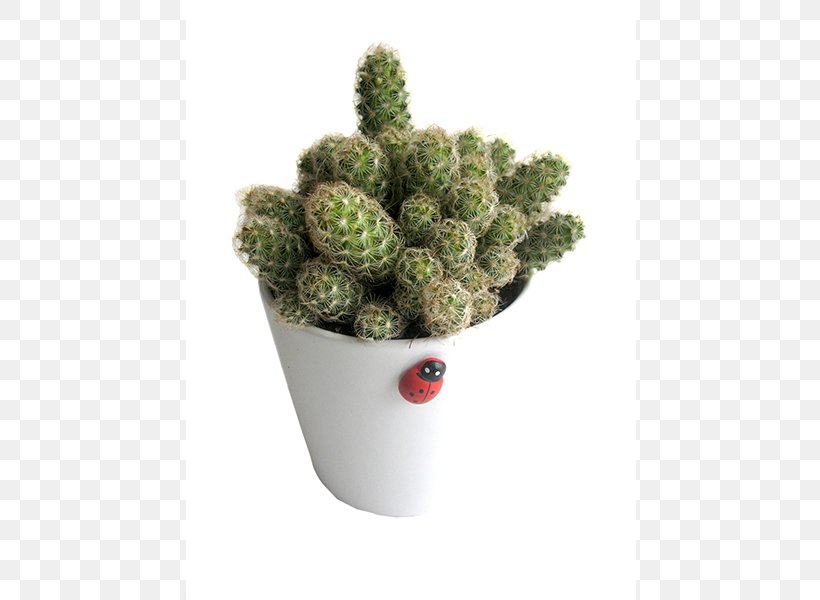 Flowerpot Citroën Cactus M Houseplant, PNG, 600x600px, Flowerpot, Cactus, Caryophyllales, Houseplant, Plant Download Free