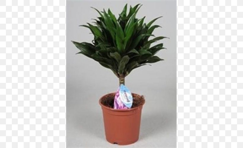 Houseplant Flowerpot Evergreen Tree Herb, PNG, 500x500px, Houseplant, Evergreen, Flowerpot, Herb, Plant Download Free