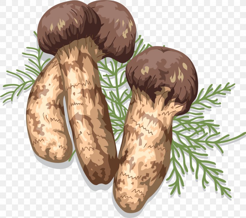 Matsutake Edible Mushroom Fungus Shiitake, PNG, 2010x1778px, Matsutake, Boudin, Calocybe Gambosa, Drawing, Edible Mushroom Download Free