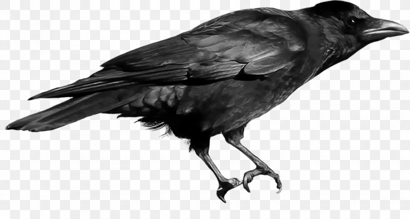 Rook Crow Common Raven Clip Art, PNG, 966x517px, Rook, American Crow, Beak, Bird, Black And White Download Free