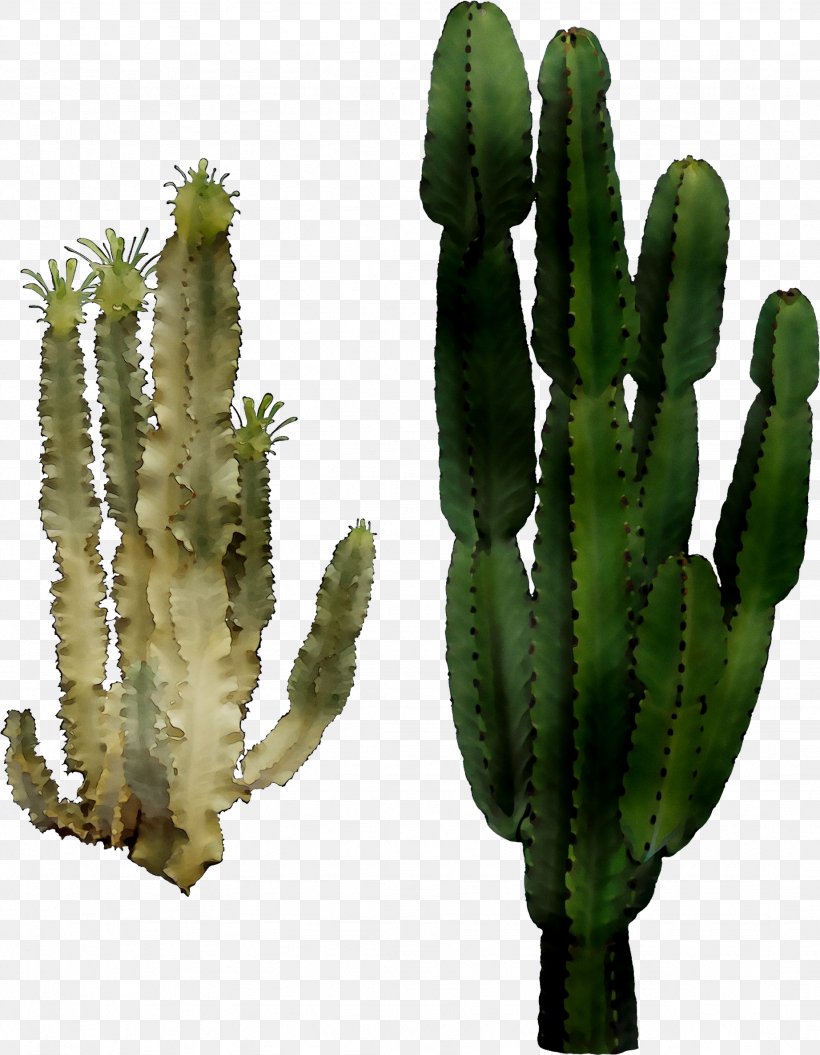 San Pedro Cactus Triangle Cactus Echinocereus Plant Stem, PNG, 1844x2374px, San Pedro Cactus, Acanthocereus, Acanthocereus Tetragonus, Botany, Cactus Download Free