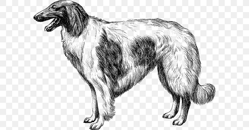 Silken Windhound Borzoi American Staghound Scottish Deerhound Dog Breed, PNG, 600x430px, Silken Windhound, American Staghound, Black And White, Borzoi, Breed Download Free