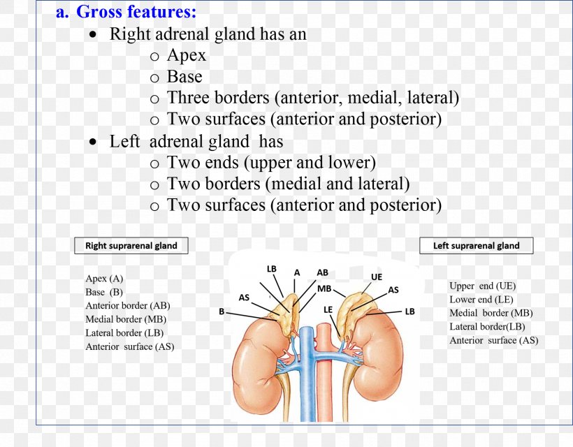 Adrenal Gland Human Anatomy Gross Anatomy, PNG, 1775x1386px, Watercolor, Cartoon, Flower, Frame, Heart Download Free