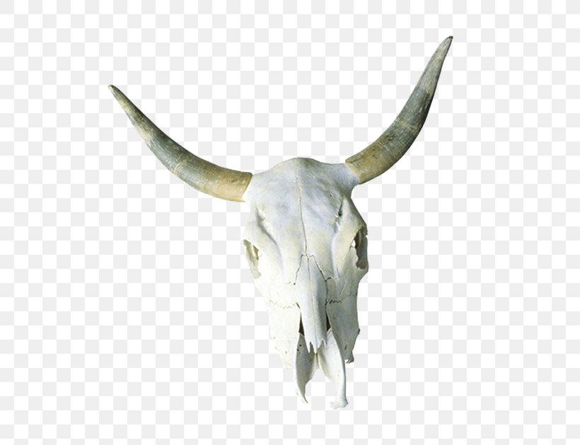 Cattle Skull Horn Bone, PNG, 800x629px, Cattle, Bone, Cattle Like Mammal, Cow Goat Family, Fauna Download Free