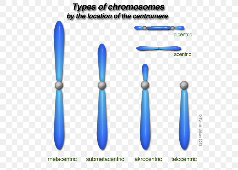 Chromosome Human Genome Haploid Cell Karyotype Haploidi, PNG, 599x586px, Chromosome, Add, Biology, Cell, Dna Download Free