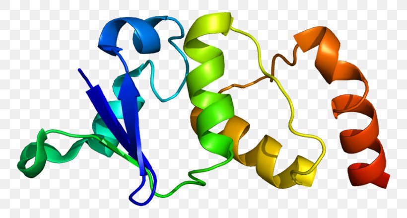 KCND2 Voltage-gated Potassium Channel Cardiac Transient Outward Potassium Current Protein Voltage-gated Ion Channel, PNG, 800x439px, Voltagegated Potassium Channel, Antibody, Artwork, Gene, Genome Download Free