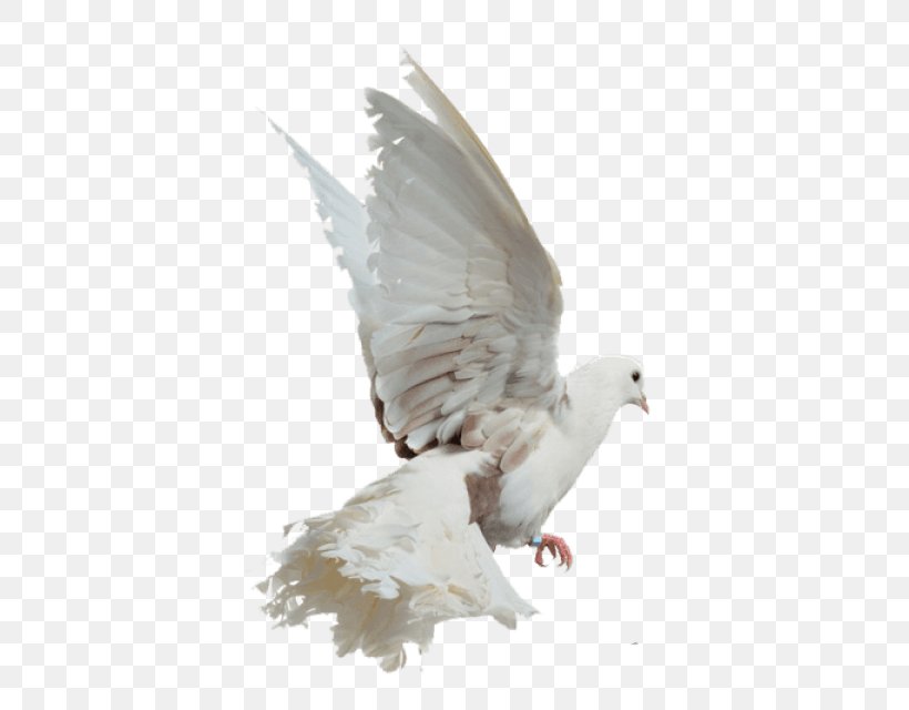 Rock Dove Image Photography White Columbidae, PNG, 480x640px, Rock Dove, Beak, Bird, Black And White, Columbidae Download Free