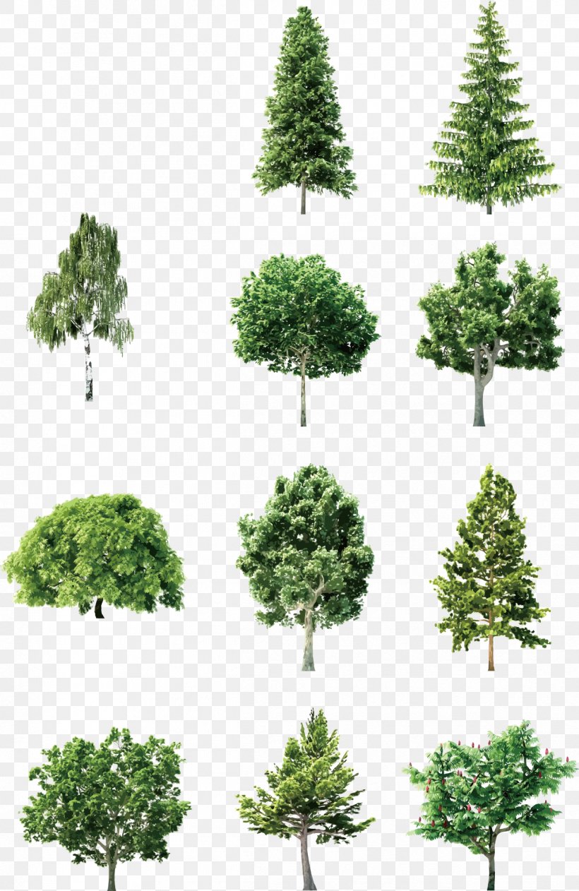Tree Element Euclidean Vector, PNG, 1247x1920px, Tree, Biome, Bonsai, Branch, Conifer Download Free