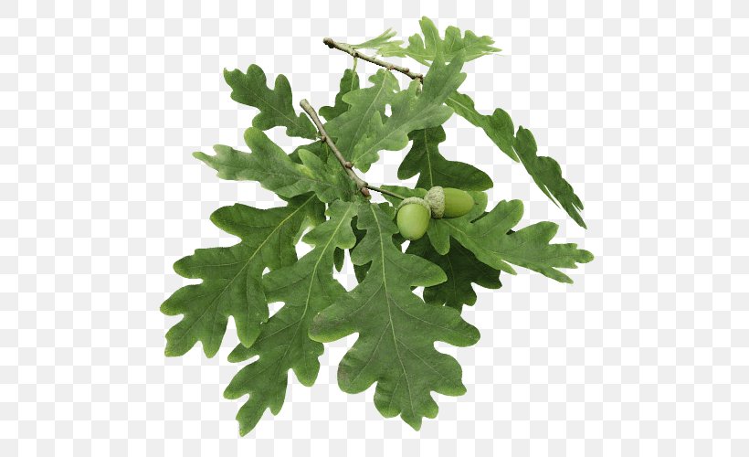 Tree Twig Branch Leaf English Oak, PNG, 500x500px, Tree, Abies Amabilis, Branch, Christmas Tree, English Oak Download Free