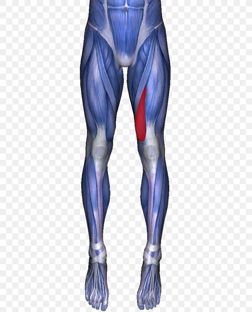 Adductor Longus Muscle Adductor Muscles Of The Hip Adductor Magnus Muscle Gracilis Muscle Ache, PNG, 335x1016px, Watercolor, Cartoon, Flower, Frame, Heart Download Free