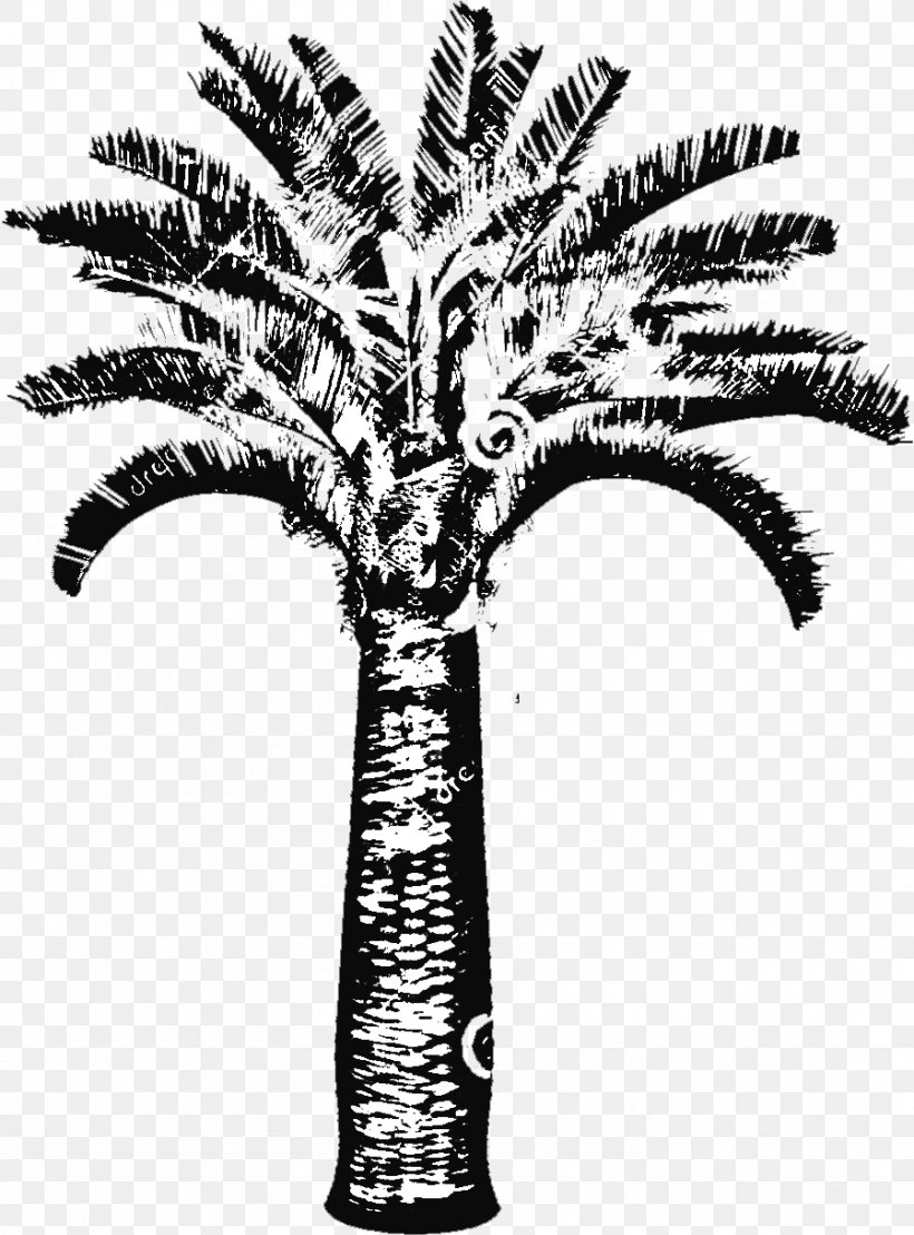 Date Palm Arecaceae Trachycarpus Fortunei Brahea Armata Chamaerops, PNG, 898x1214px, Date Palm, Arecaceae, Arecales, Black And White, Brahea Download Free
