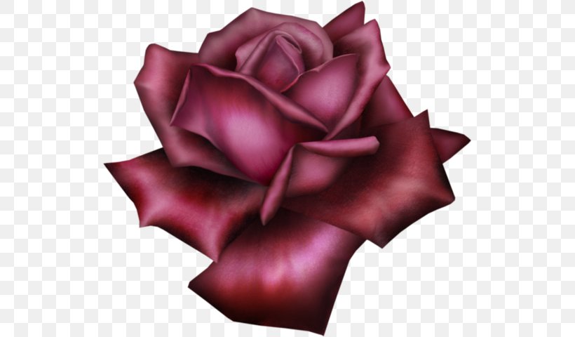 Rose Clip Art, PNG, 527x480px, Rose, Close Up, Cut Flowers, Flower, Flowering Plant Download Free