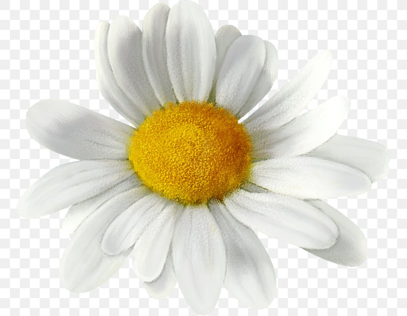 Common Daisy Oxeye Daisy Daisy Family Chrysanthemum, PNG, 755x636px, Common Daisy, Chamaemelum Nobile, Chrysanthemum, Daisy, Daisy Family Download Free