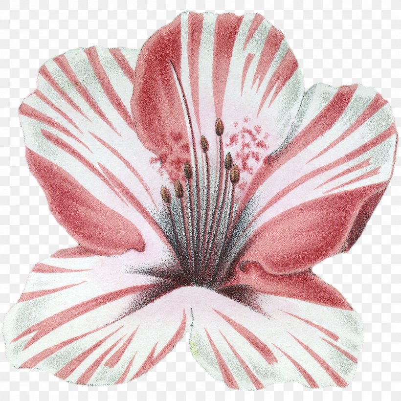 Cut Flowers, PNG, 1800x1800px, Cut Flowers, Flower, Hibiscus, Petal, Pink Download Free