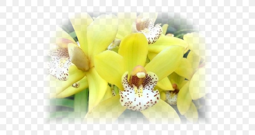 Orchids Dog Flower Quotation Idea, PNG, 600x435px, Orchids, Cattleya, Cut Flowers, Dog, Flora Download Free