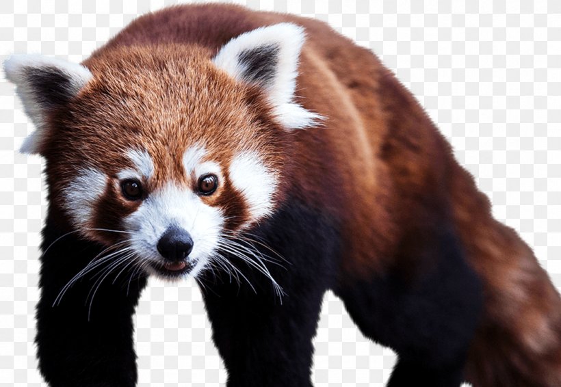 Red Panda Giant Panda Cheetah Cotswold Wildlife Park Bear, PNG, 1053x727px, Red Panda, Animal, Bear, Carnivoran, Carnivore Download Free