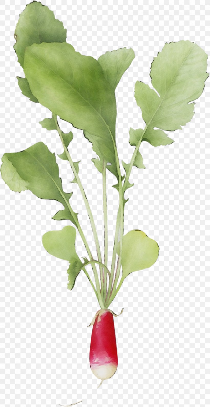 Flower Plant Flowering Plant Leaf Radish, PNG, 843x1635px, Watercolor, Anthurium, Aquarium Decor, Flower, Flowering Plant Download Free