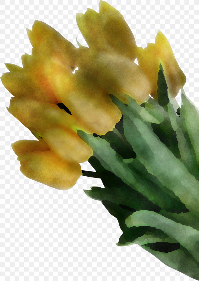 Flower Plant Yellow Gladiolus, PNG, 905x1280px, Flower, Gladiolus, Plant, Yellow Download Free
