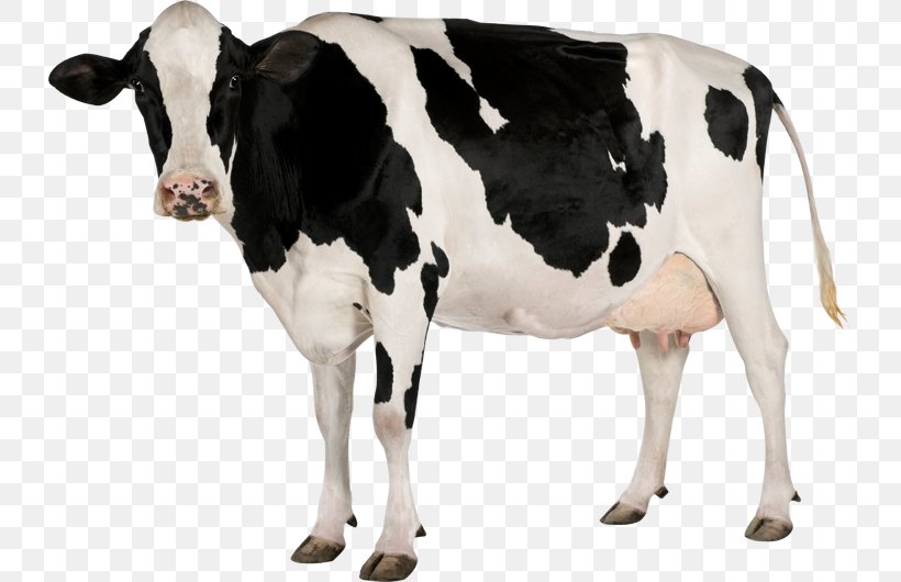 Holstein Friesian Cattle Calf Stock Photography Dairy Cattle, PNG, 732x530px, Holstein Friesian Cattle, Bull, Calf, Cattle, Cattle Like Mammal Download Free