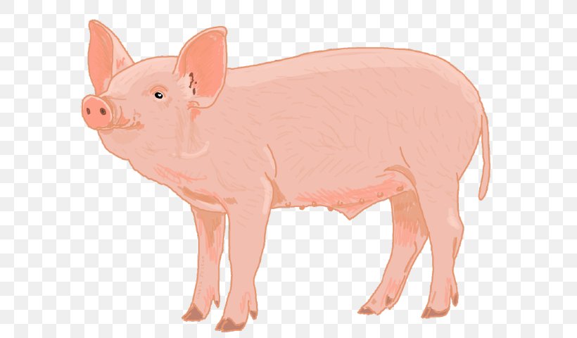 Pink Suidae Animal Figure Snout Livestock, PNG, 631x480px, Pink, Animal Figure, Fawn, Livestock, Snout Download Free