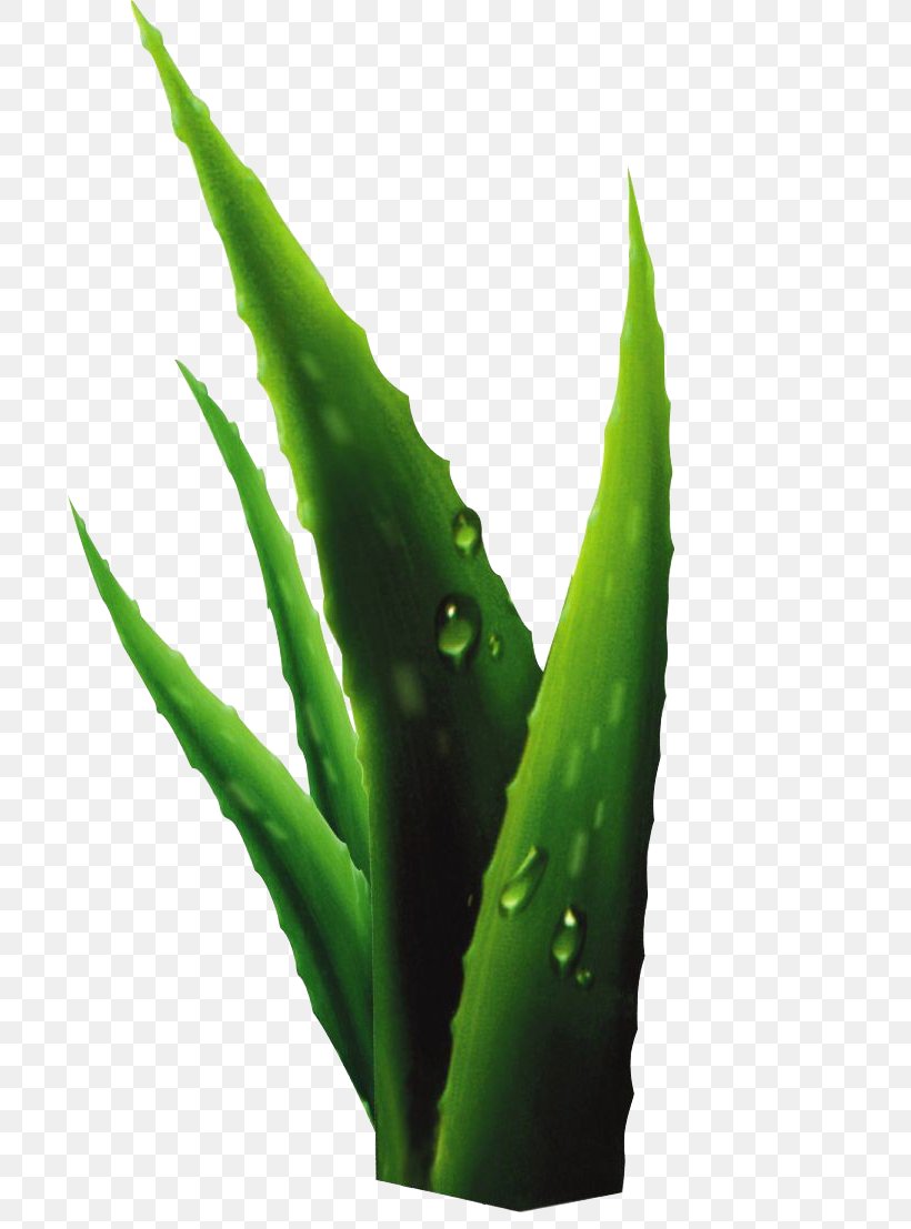 Aloe Plant Drop, PNG, 778x1107px, Aloe, Baidu, Cartoon, Drop, Food Download Free