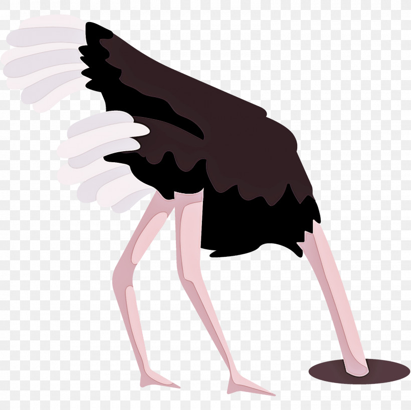 Bird Ostrich Beak Wing, PNG, 1600x1600px, Bird, Beak, Ostrich, Wing Download Free