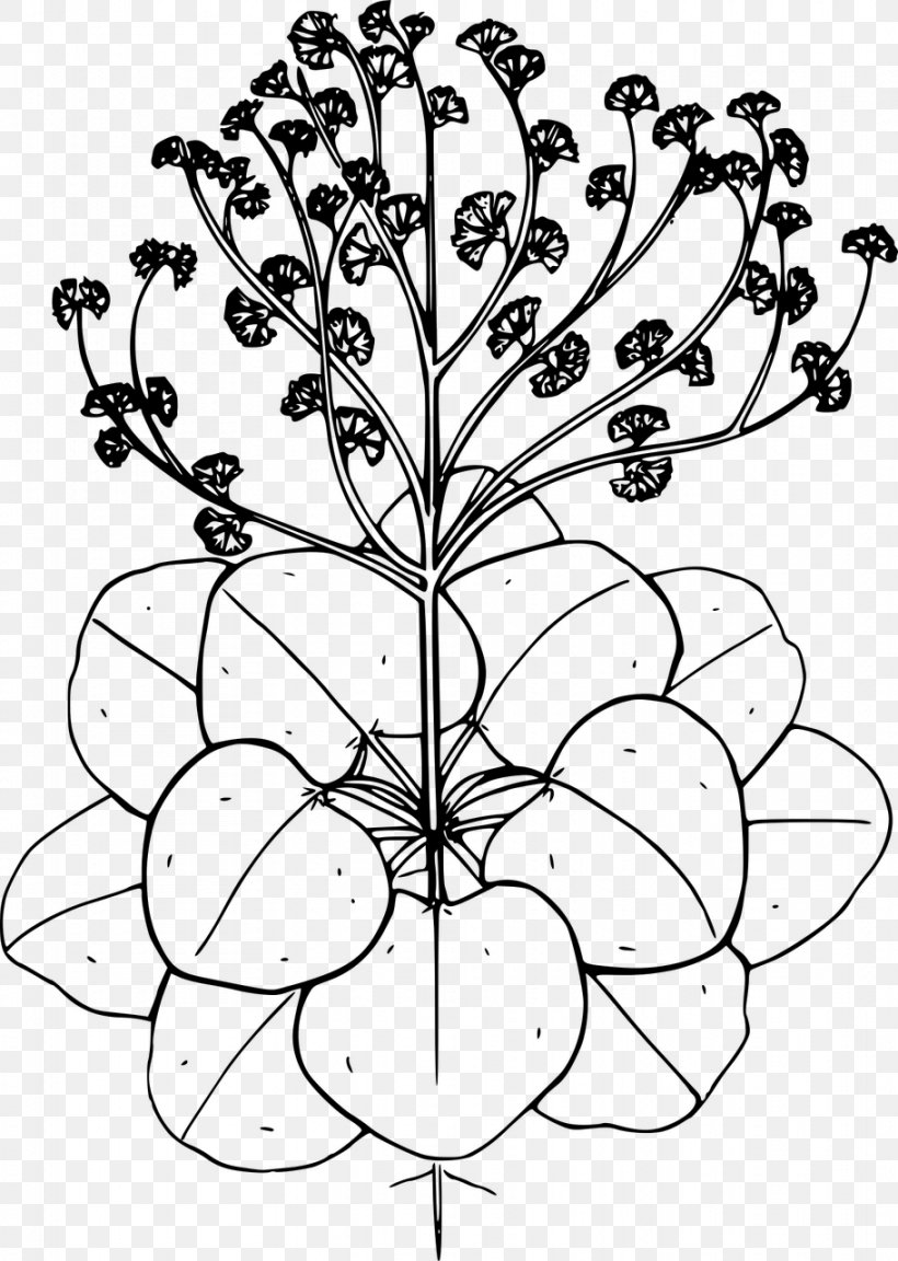 Drawing Flower Line Art Clip Art, PNG, 911x1280px, Drawing, Area, Art, Black And White, Buckwheat Download Free