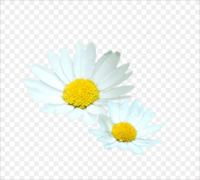 Flower White Euclidean Vector, PNG, 2409x2167px, Flower, Chart, Chrysanths, Daisy, Daisy Family Download Free