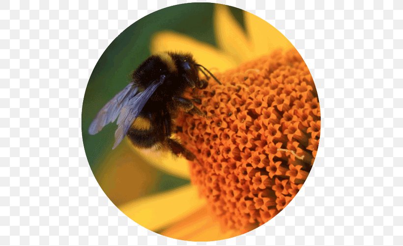 Honey Bee Bumblebee Insect Pollinator, PNG, 500x501px, Honey Bee, Arthropod, Bee, Bee Pollen, Bumblebee Download Free