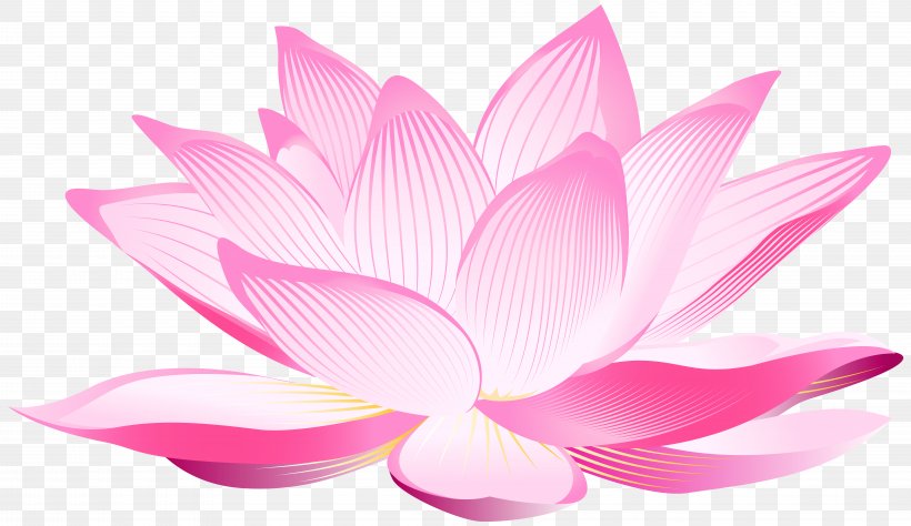 Nelumbo Nucifera Pink Petal Wallpaper, PNG, 8000x4626px, Nelumbo Nucifera, Aquatic Plant, Aquatic Plants, Egyptian Lotus, Flower Download Free