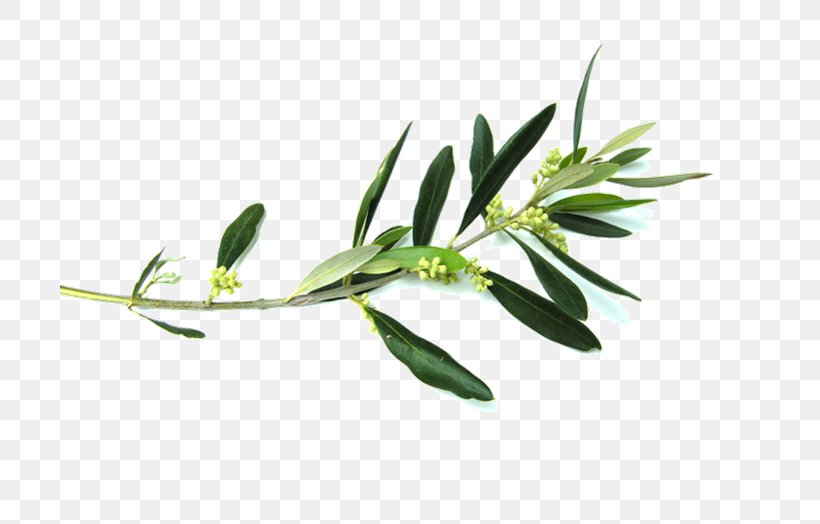 Olive Branch Flower Clip Art, PNG, 699x524px, Olive Branch, Branch, Floristry, Flower, Grass Download Free