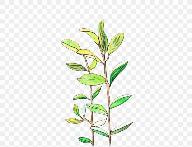 Plant Flower Leaf Branch Plant Stem, PNG, 1280x978px, Watercolor, Branch, Flower, Hypericum, Leaf Download Free