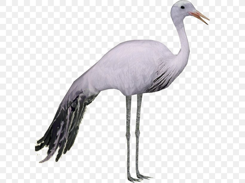 Zoo Tycoon 2 Blue Crane Bird, PNG, 613x613px, Zoo Tycoon 2, Anthropoides, Beak, Bird, Blacknecked Crane Download Free
