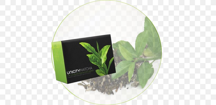 Matcha Herbalism Green Tea Web Page, PNG, 640x400px, Matcha, Antioxidant, Green Tea, Herb, Herbal Download Free